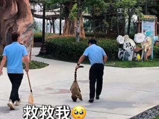 襄阳一景区12只浣熊集体出逃 ﻿工作人员称出逃原因可能跟下大雨有关