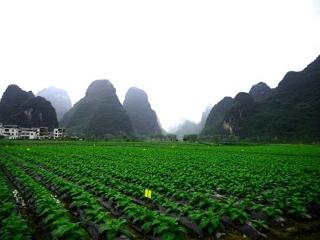 广西钟山烟草：绿色防控强底色 优产增收烟农乐