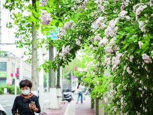 蔷薇盛放 缀满枝头