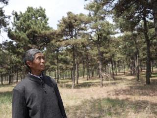 行进中国丨阜新彰武：科尔沁沙地上的绿色传奇