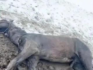 内蒙古一地5月突降大雪，多匹马被冻死！其中有较名贵“半血马”一匹价值5万元，村干部：已上报，补偿还需等进一步评估