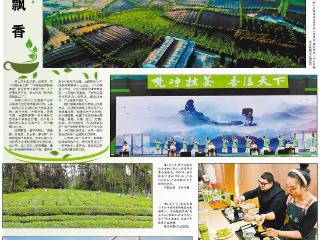 抹茶飘香！《经济日报》关注贵州铜仁