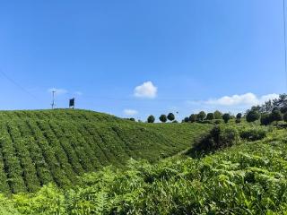 仁怀九仓镇：“机收+抹茶”绘就茶产业升级新图景