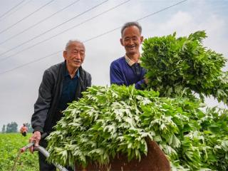 山东乐陵：艾草飘香销售忙
