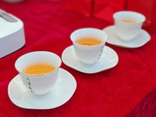 毕节市七星关区：乌蒙山麓茶香远 千年古树焕新机