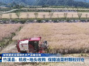 加快建成全国绿色农产品输出地丨竹溪县：机收+地头收购 保障油菜籽颗粒归仓