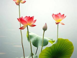 荷叶祛湿吗