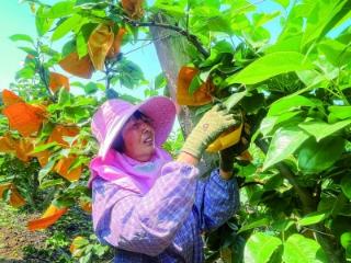 甜梨披“铠甲” 套袋促丰收