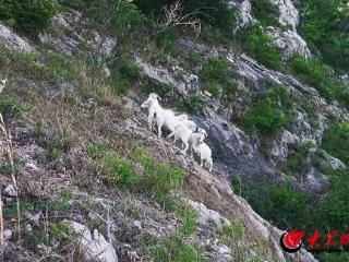 八只山羊“离家出走”！蒙阴公安“空中监控+地面排查+警犬追踪”，七小时寻回