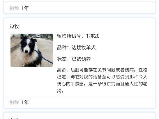 北京警方领养犬“小作文”看哭网友 回应：想领养的人相比以前有增加