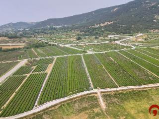 北纬35°的“三茶”答卷：岚山区何以入选“全国绿茶重点产区”
