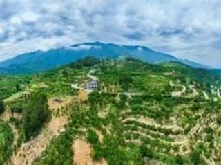巫山脆李品牌价值破百亿