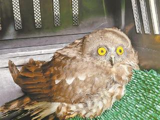 鸟儿受惊吓不进食 救助人员悉心照料