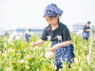 江苏宿迁：体验采摘金银花