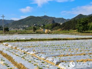广西田林：中药种植助农增收