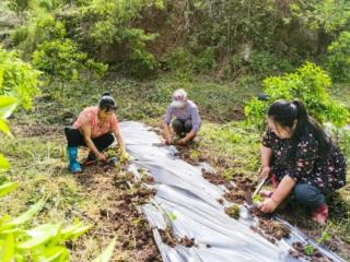 重庆荣昌：酸橙林下套种野菊花 一地两用促增收