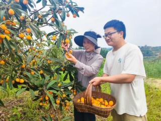 重庆荣昌：枇杷丰收香满园