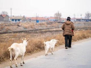 农村是个是非地，其实城里比农村清静