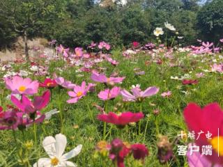 十堰这片格桑花海悄然绽放，市民赏花打卡正当时