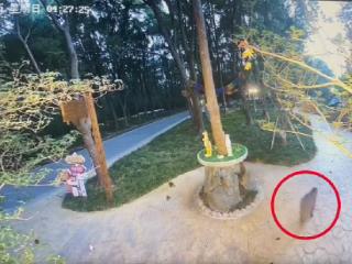 “越狱”54天的卡皮巴拉还未被抓获 已转移至另一区域活动