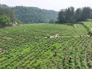 湖南张家界：莓茶夏季采收 供应消费市场
