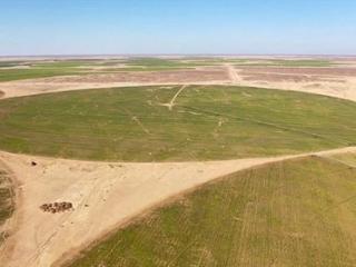 中国将撒哈拉沙漠改造成甜菜农场：年产90万吨原糖