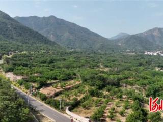 石家庄市鹿泉区：千亩杏熟挂枝头 致富路上好“丰”景