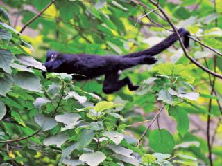 从“食”看生态：黑叶猴的初夏食谱解码麻阳河生命密码