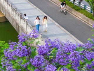 蓝花楹盛开 重庆南川街头点燃紫色浪漫