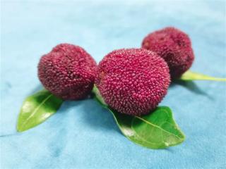 又到了吃虫 哦不！吃杨梅的季节了