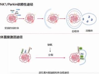 全球顶级科学期刊重磅：已找到延寿45%的抗衰物质