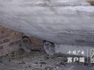 猫头鹰“夫妇”把十堰一村委会大楼当“婚房”，生下三个“娃”