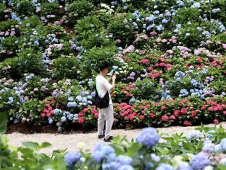 贵州梅园绣球花“炸场”倒计时，近60个品种花海等你来撒欢！