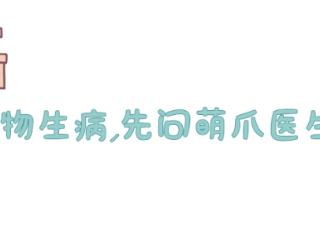 马拉松赛场也有“显眼猫”？第一名竟然是一只小猫咪！冠军：好好好，风头被猫抢了！