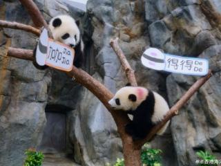 首对“港产”龙凤胎大熊猫正式命名为“加加”“得得”