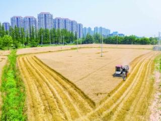 我市夏粮收购6月10日左右全面开秤