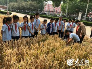 广饶县大王镇实验小学开展“夏收劳动实践” 教育活动