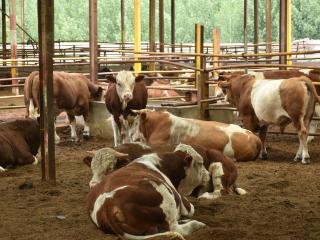 邮储银行临沂市分行：金融“贷”动肉牛养殖“犇”前程