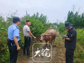 价值上万元的水牛不见了 民警用无人机发现其踪迹