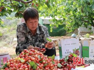 河北迁西：樱桃成熟喜农人