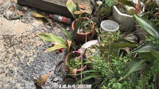 【天眼问政】私自搭建的凉亭荒废三年成“危亭”？部门：联动处理