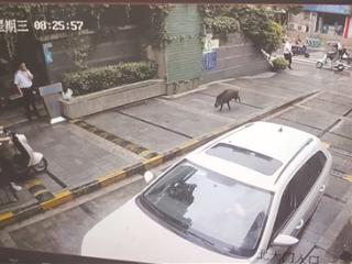 野猪闯进杭州城西一所学校两个小区