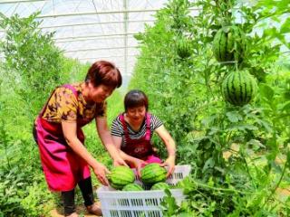 吊蔓西瓜喜丰收