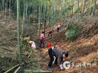 赤水市白云乡白云村淡竹叶种植助农增收