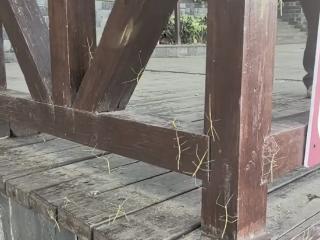 ﻿南京一国家级森林公园内出现大量竹节虫 公园回应：无害，体现生态环境好
