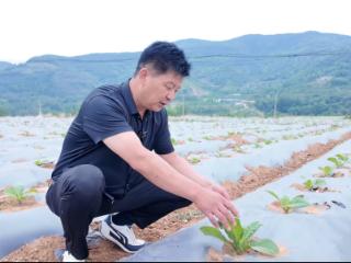 强农先锋丨崔洪海的“黄金叶”致富经