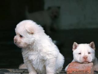 最近火遍全网的“狗界顶流”，是贵州下司犬啊！！！