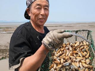 “蛏”风破浪！日供应量上万斤，青岛最大蛏子养殖区滩涂掘金
