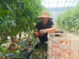 山东庄氏农业科技有限公司：循环种植铁皮西红柿 四季可摘受市场热捧