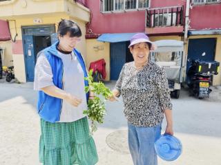 艾草束束传关爱 端午暖暖润民心